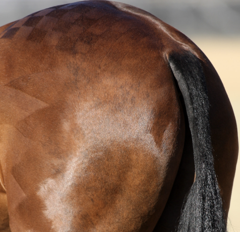 Plaie croupe cheval
